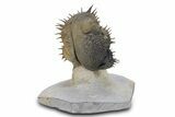 Multi-Toned Enrolled Spiny Drotops Armatus Trilobite - Morocco #356936-5